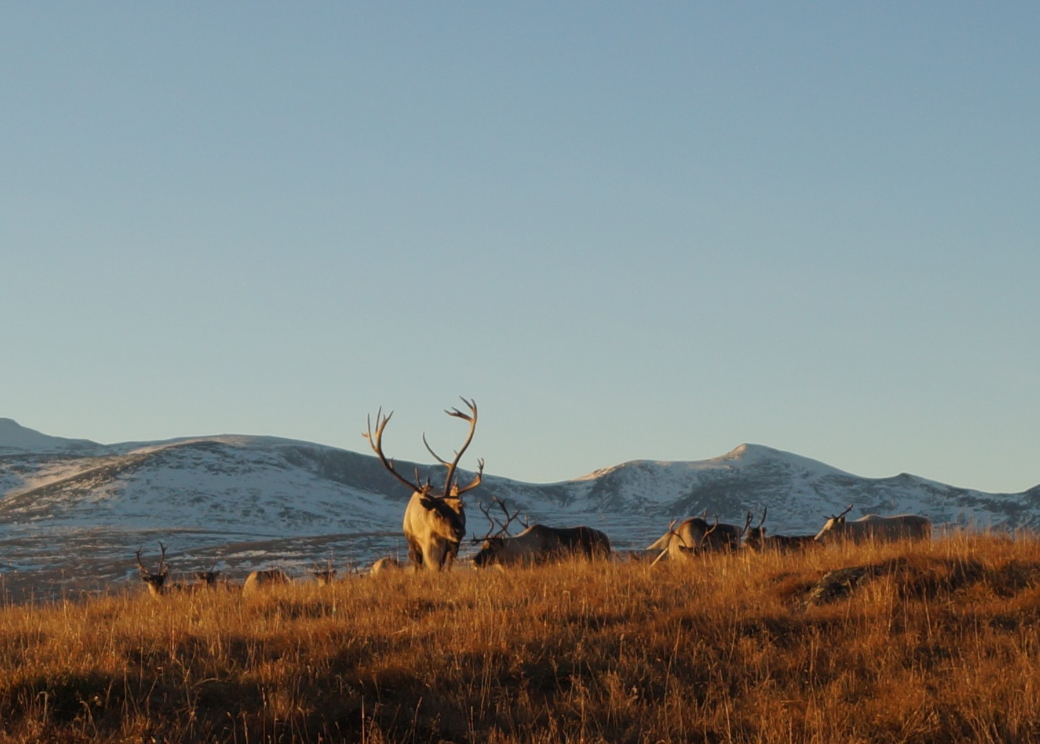 Rentierbock im Herbstsonnenschein vor schneebedeckten Bergen