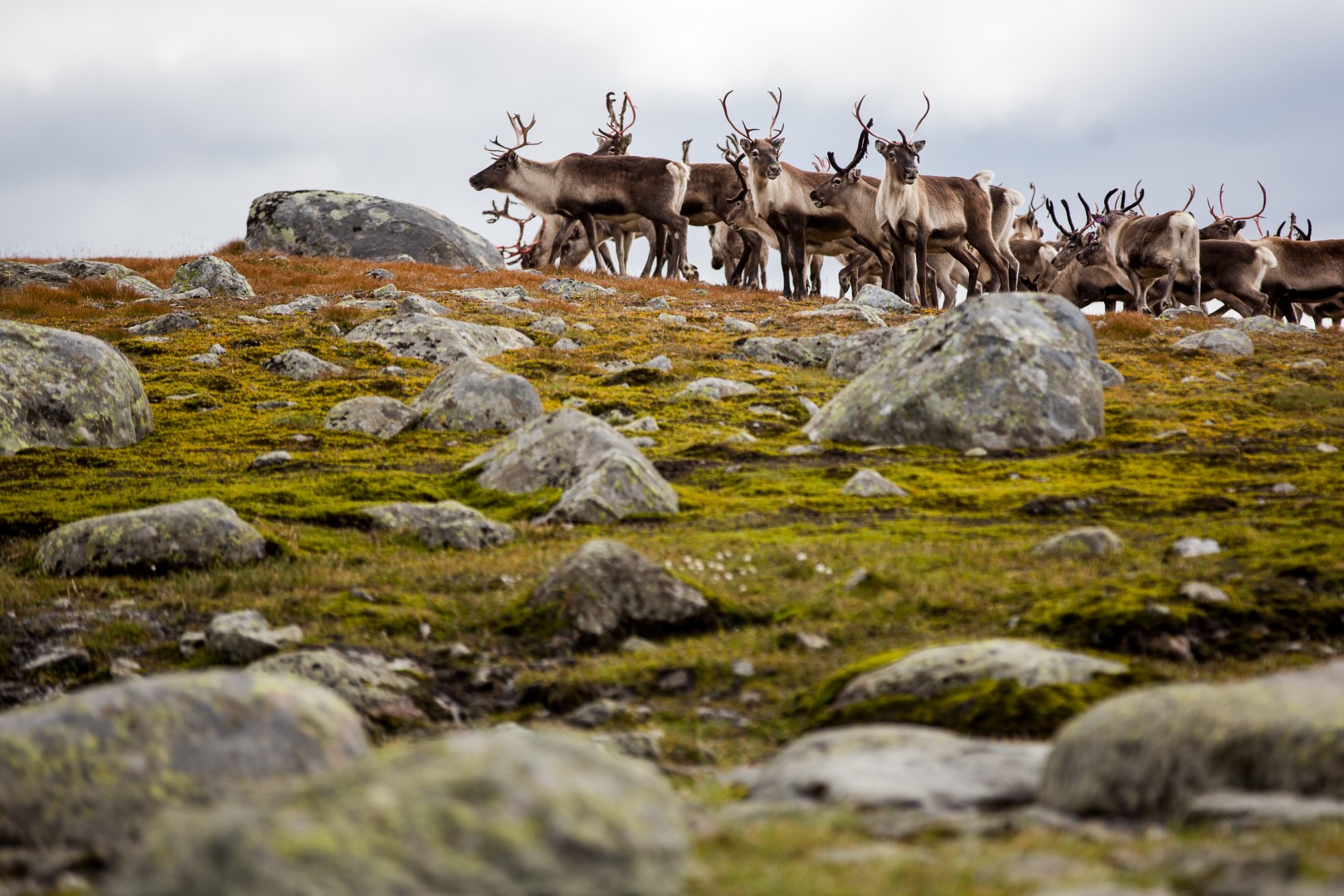 Reinsdyrflokk i fjellet